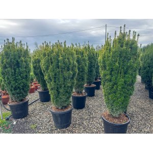 Tis obyčajný (Taxus Baccata) ´DAVID´ - výška 140-160 cm, kont. C55L